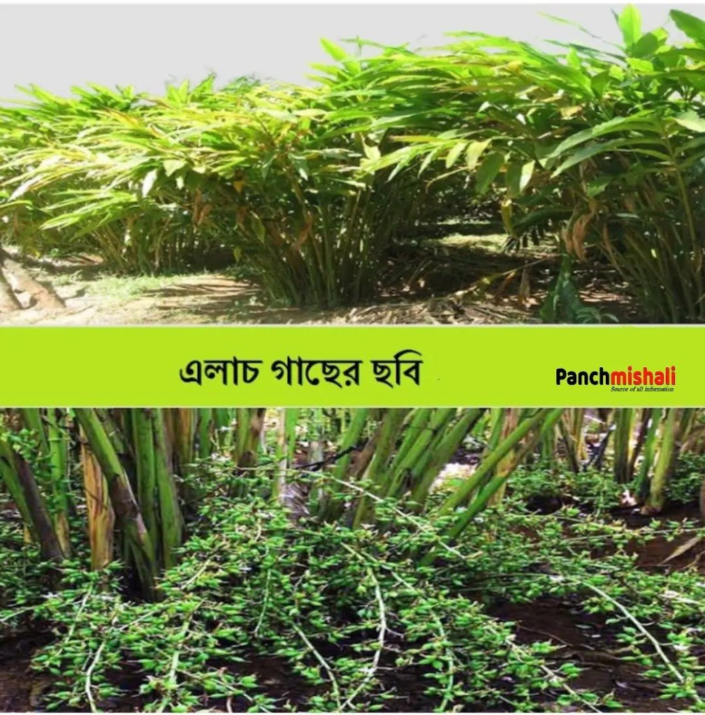 খালি পেটে এলাচ খাওয়ার উপকারিতা